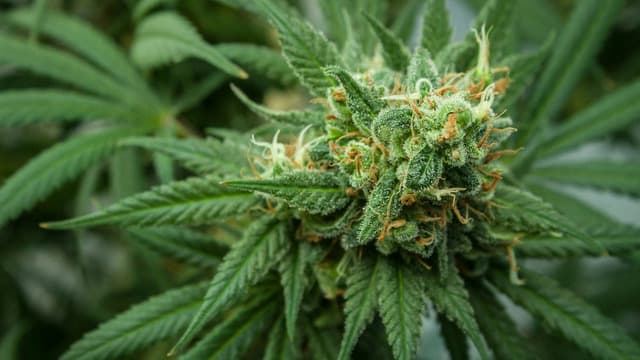Weed: What to Know After Feds Ease Restrictions